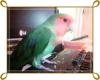 Mi Agapornis en el teclado